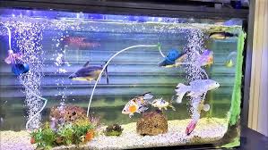 Complete Starter Aquarium Kit — Tank, Filter, Lights — photo 2