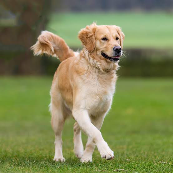 Other Pets 2026