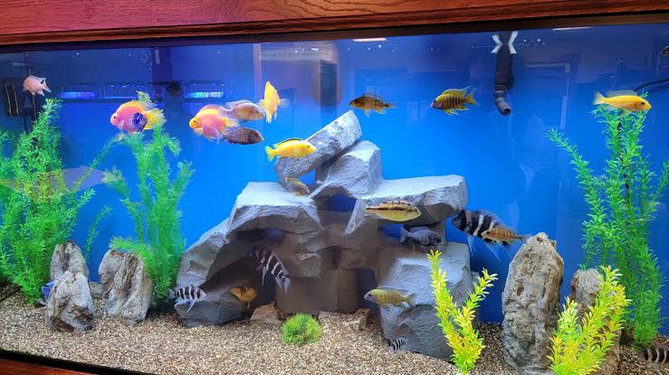 Fishes & Aquarium