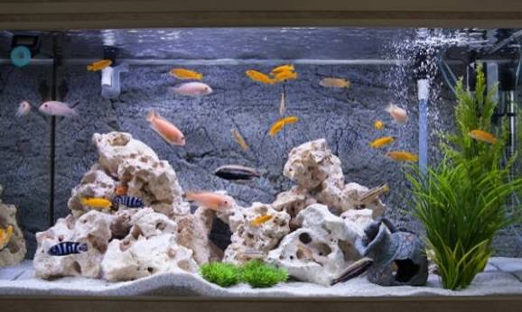 Fishes & Aquarium — photo 2